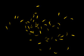 飘落花瓣鲜花漂浮元素图片 