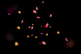 飘落花瓣鲜花漂浮元素图片 