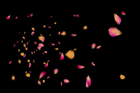 飘落花瓣鲜花漂浮元素元素图片 