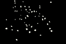 飘落花瓣鲜花漂浮元素元素图片