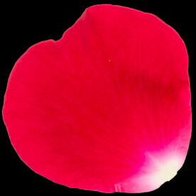 红色玫瑰花瓣图片