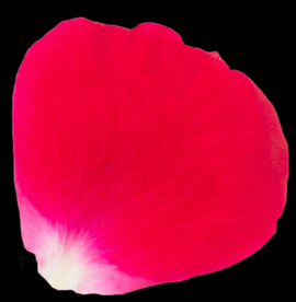 红色玫瑰花瓣图片