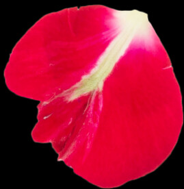 红色玫瑰花瓣图片