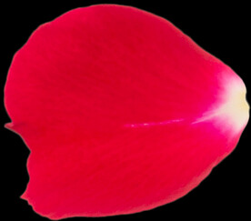 红色玫瑰花瓣图片