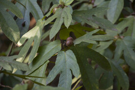 五指毛桃树叶果实