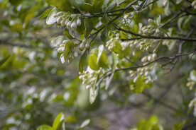 柚子花