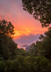 树丛外的火烧云