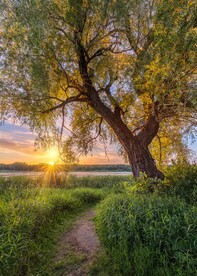 太阳和树木素材