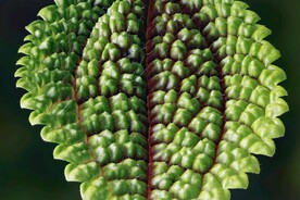 紫苏类叶子细节素材