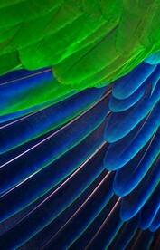 蓝绿羽毛细节素材