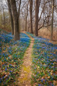 林间小路和小花