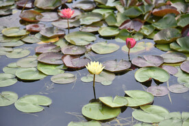 睡莲
