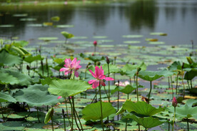 荷花