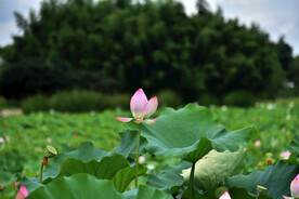 荷花