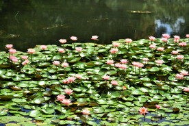 睡莲