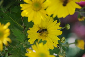 大立菊 悬崖菊 盆景菊 树菊 