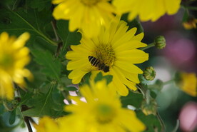 大立菊 悬崖菊 盆景菊 树菊 