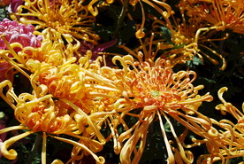 大立菊 悬崖菊 盆景菊 树菊 