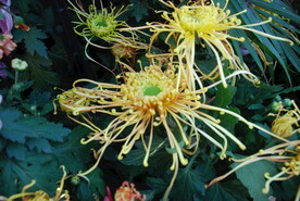 大立菊 悬崖菊 盆景菊 树菊 