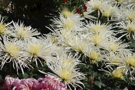 大立菊 悬崖菊 盆景菊 树菊 