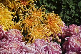 大立菊 悬崖菊 盆景菊 树菊 