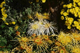 大立菊 悬崖菊 盆景菊 树菊 