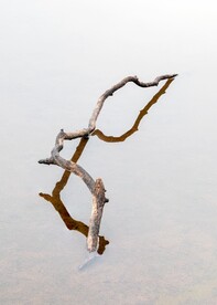 水中的树枝倒影