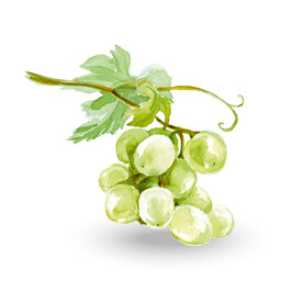 晴王葡萄插画