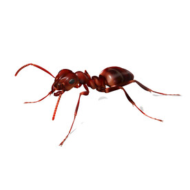 蚂蚁