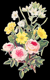 花朵透明背景图片