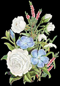 花朵透明背景图片