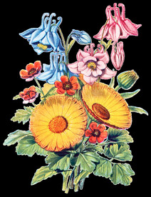 花朵透明背景图片