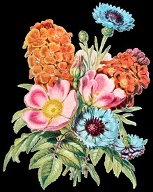 花朵透明背景图片