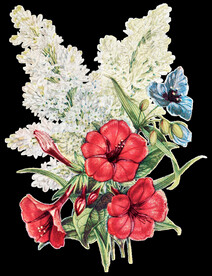 花朵透明背景图片