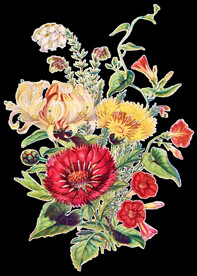 花朵透明背景图片