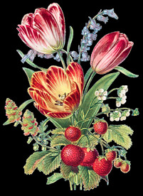 花朵透明背景图片