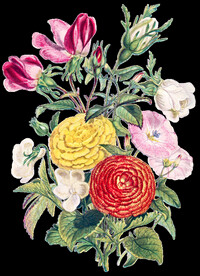 花朵透明背景图片