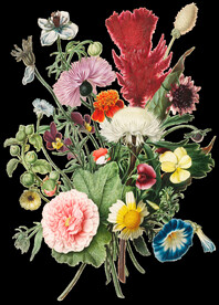 花朵透明背景图片