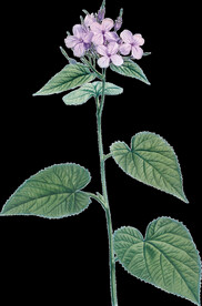 紫色花透明背景图片