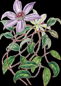 紫色花透明背景图片