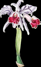 百合花白色花透明背景图片