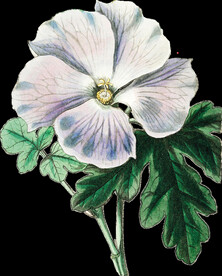 白紫色花透明背景图片