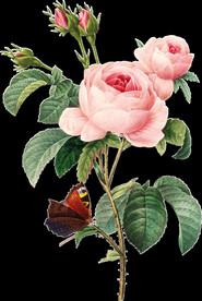 牡丹花透明背景图片