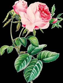 牡丹花透明背景图片