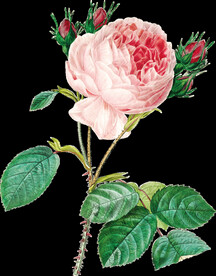 牡丹花透明背景图片