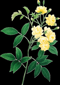 黄色花透明背景图片