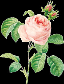 粉色牡丹花透明背景图片