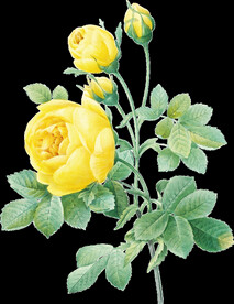 黄色牡丹花透明背景图片