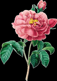 牡丹花透明背景图片