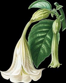 百合花喇叭花透明背景图片